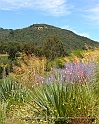N. California